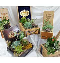 Cigar Box Succulents from Visser's Florist and Greenhouses in Anaheim, CA