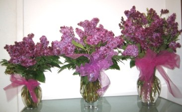 Lilac is Finally Here! By, Visser's Florist & Greenhouses